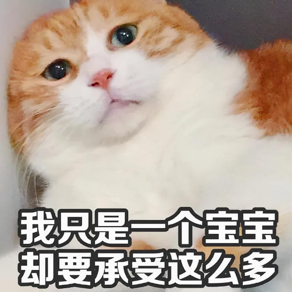 苏格兰高地猫折耳猫图片及品种（你知道苏格兰高地长毛猫多少钱吗）
