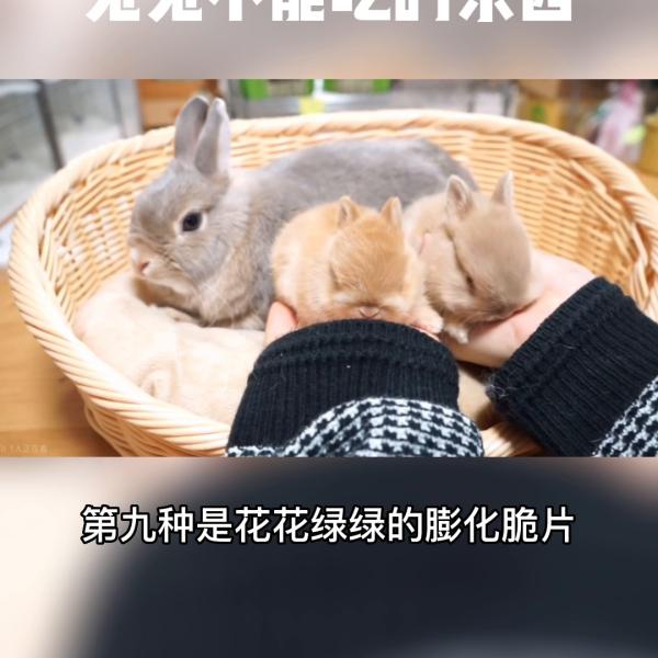 兔子绝对不能吃的10种东西（详解：兔子的养殖方法与喂养）