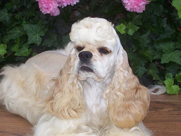 美卡犬图片及成年身高体重（美卡犬目前市场价格）