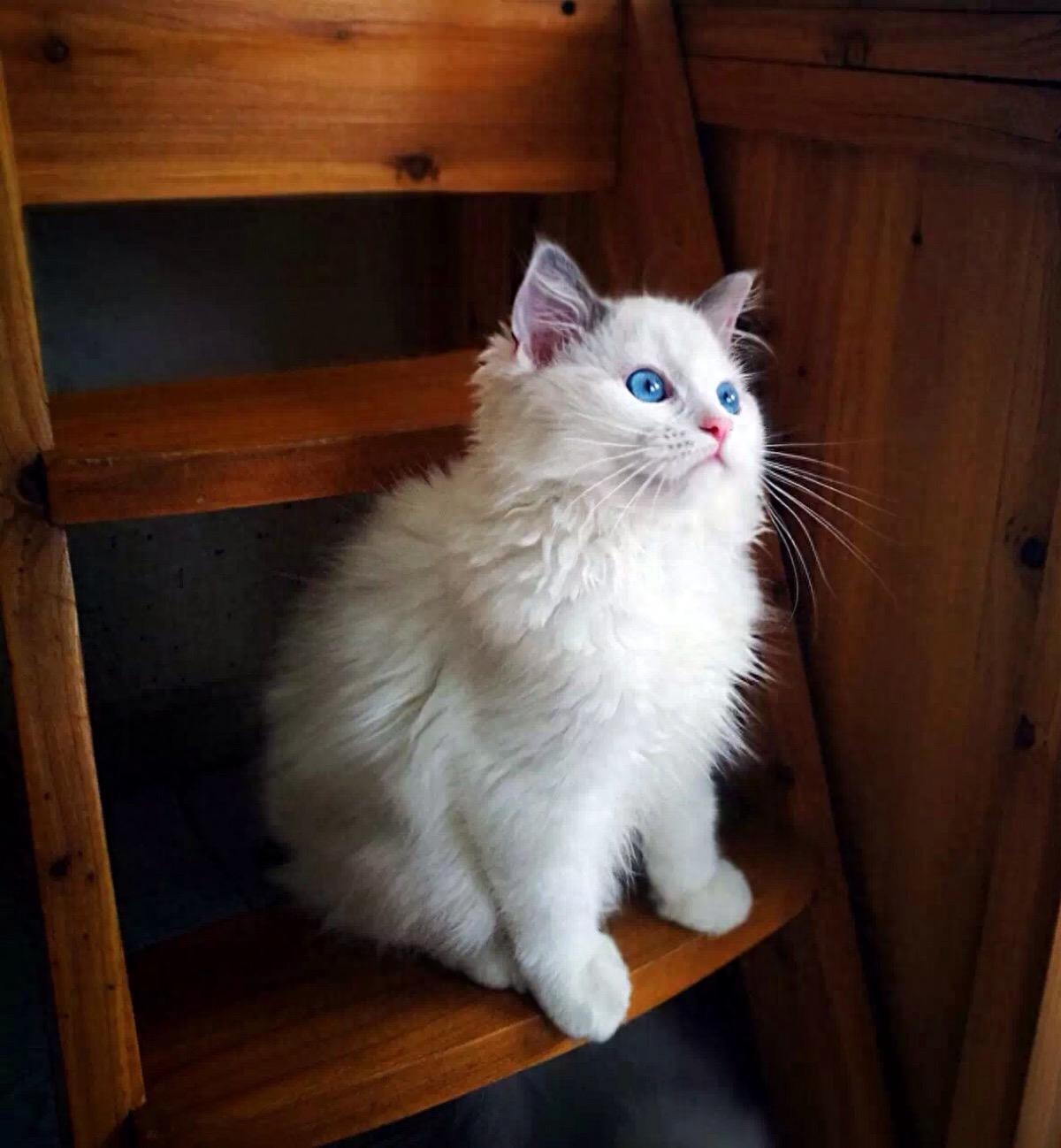 长毛猫拉屎屁股总粘毛怎么办（例：布偶猫为了颜值牺牲了智商）