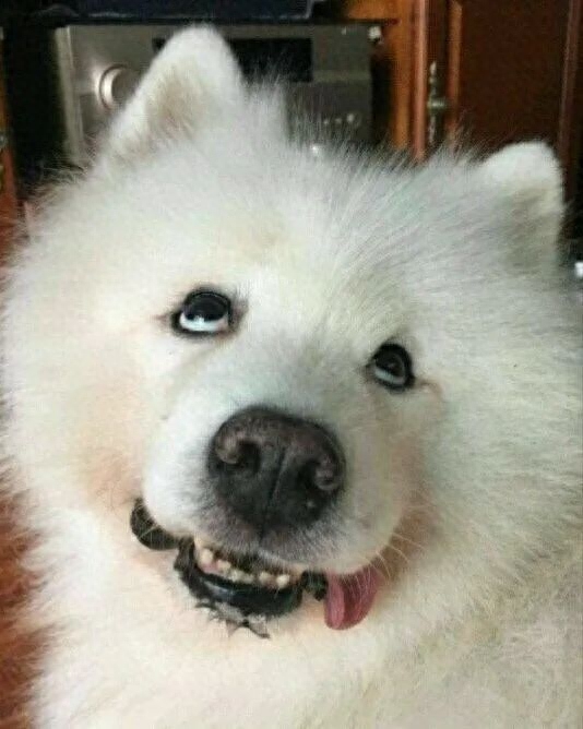 “雪橇三傻”到底谁最“傻”（附：世界三大傻狗）