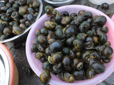 鲈鱼种类图片大全集(罗非鱼后加州鲈鱼又来了)