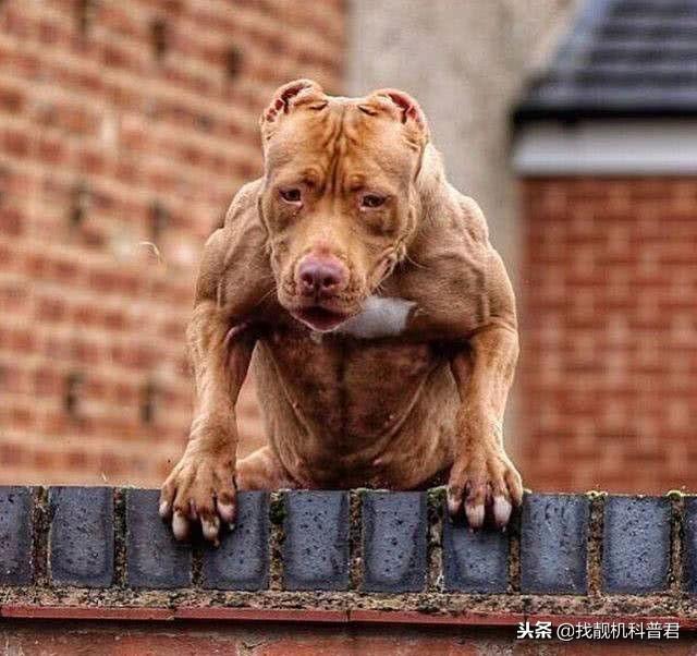 比特犬国内能养吗（附：不敢养比特犬的理由）