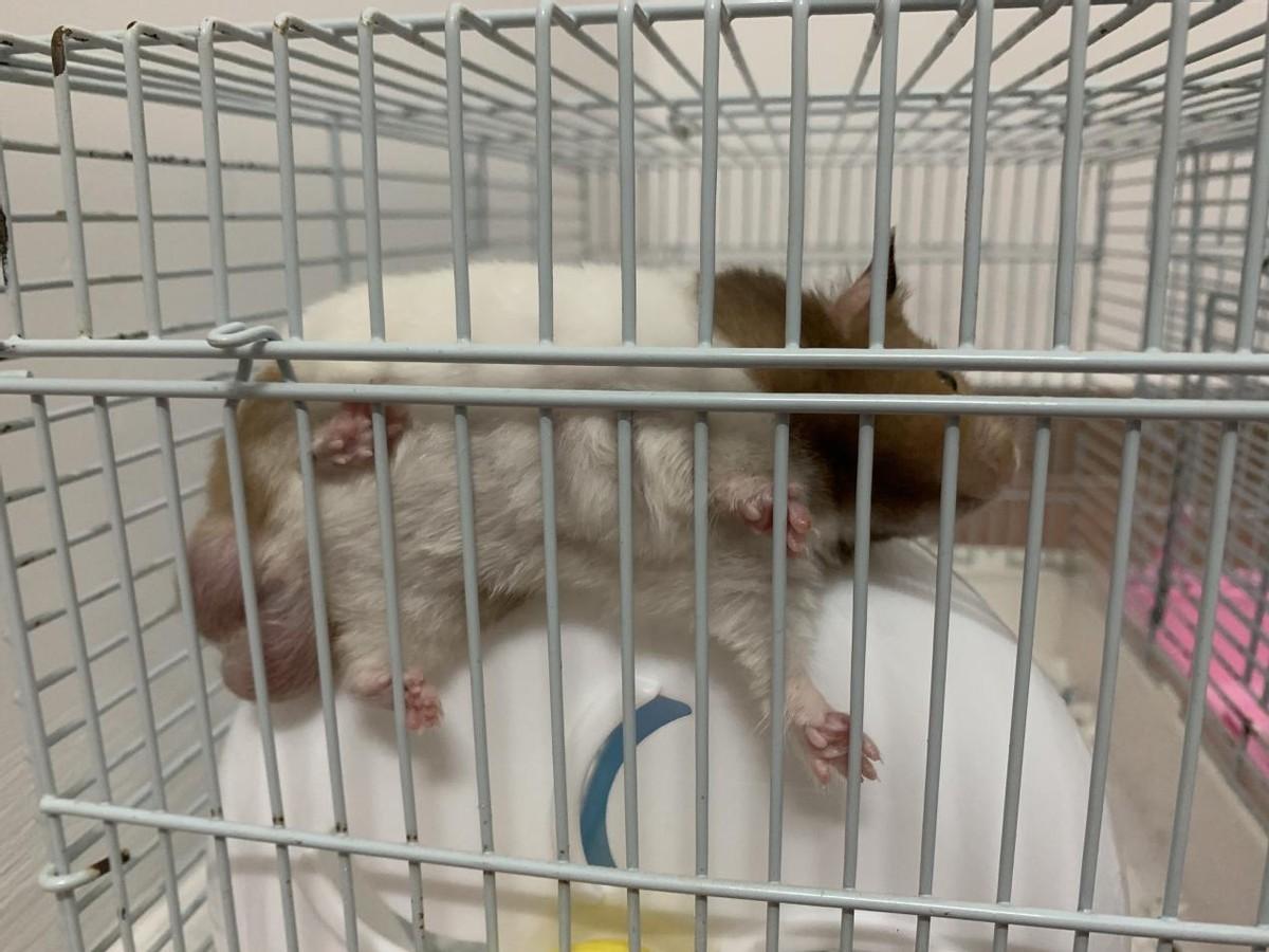 养仓鼠是否会染上新型冠状病毒（家养仓鼠不会自带新冠病毒）