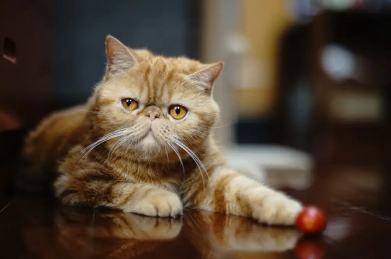 1-10名受欢迎的宠物猫（田园猫也是最受欢迎的宠物猫之一哦）