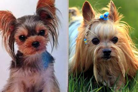 约克夏难养吗（附：约克夏喂养注意事项）