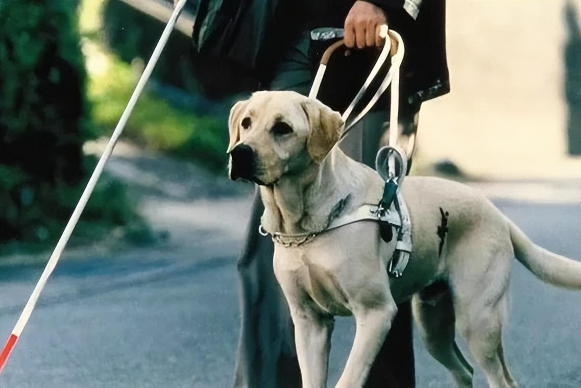 关于狗的电影排行榜前十名中国有哪些（狗狗电影排行榜前十名搞笑）