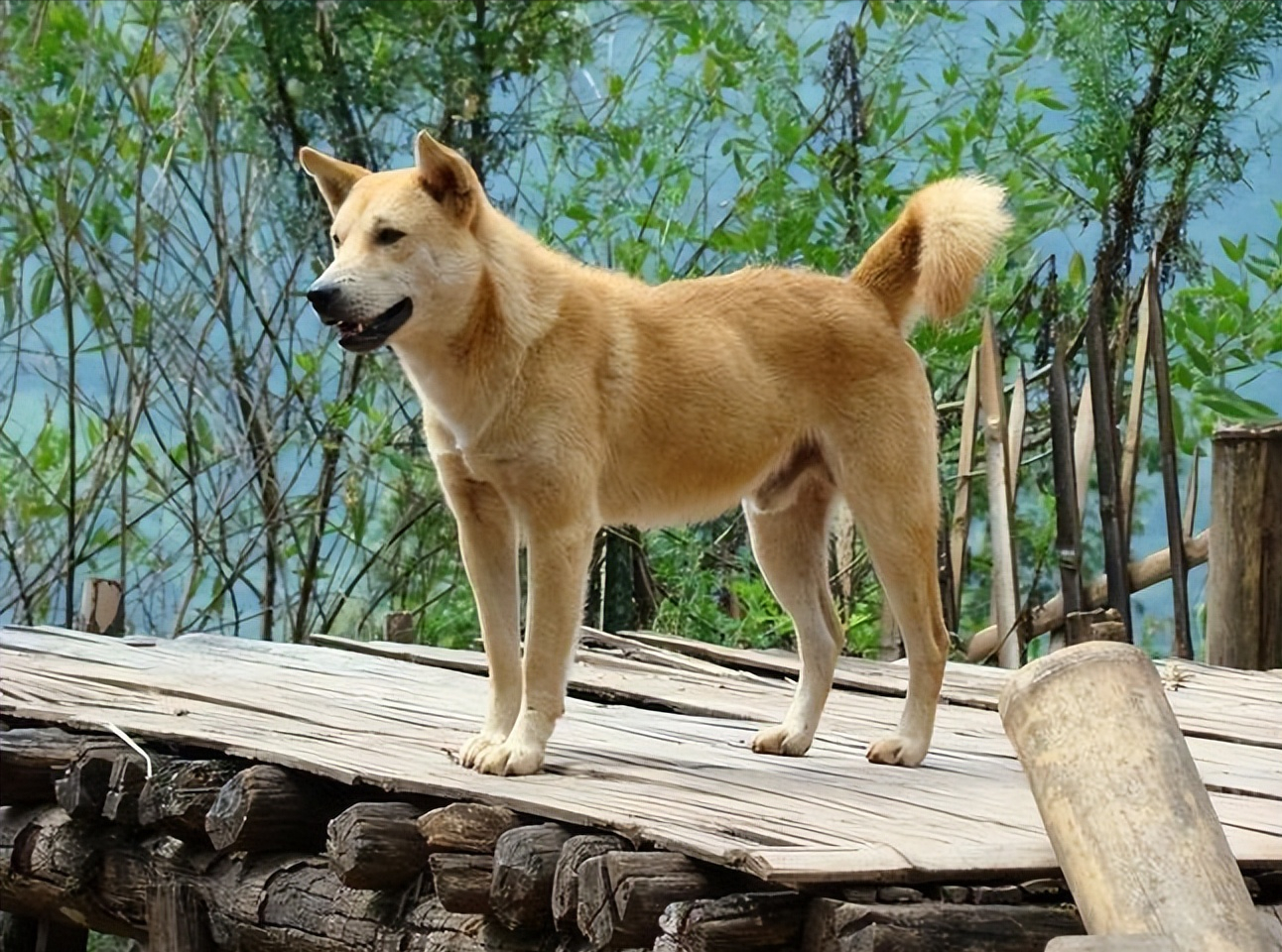 腊肠犬价格一览表（长毛腊肠犬多少钱）