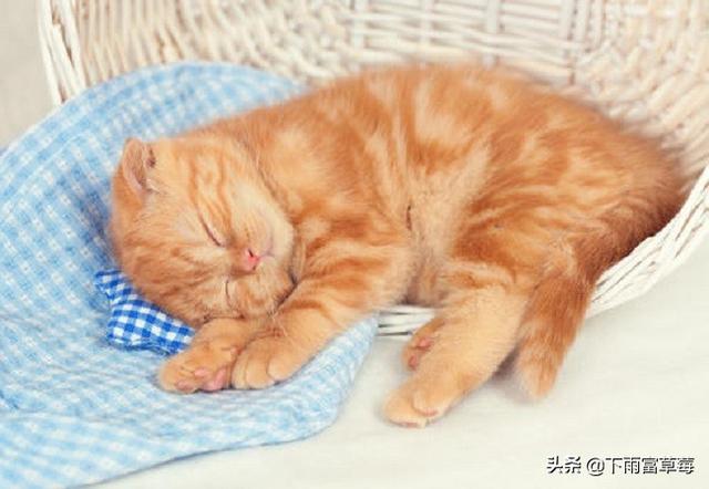 如何判断小猫仔要出来了（详解：母猫临产前可能出现的征兆）