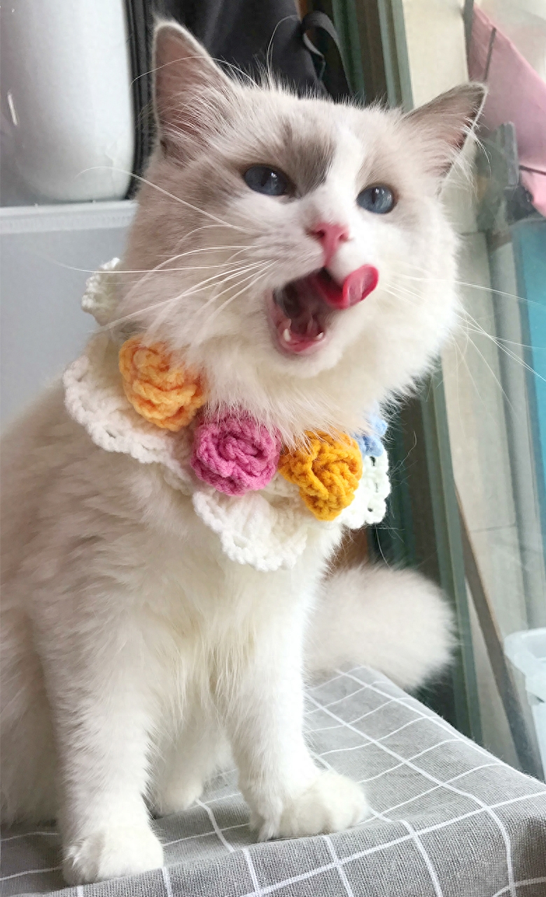 长毛猫拉屎屁股总粘毛怎么办（例：布偶猫为了颜值牺牲了智商）