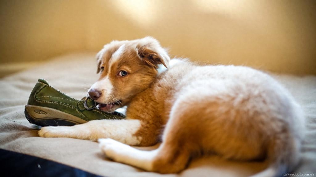 柯基一生认几个主人（附：狗也会偏心对待真正的主人）