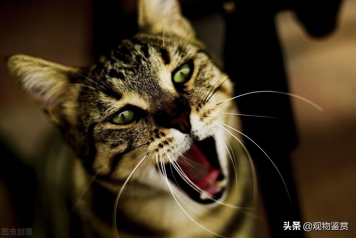 两个月小猫喉咙发出嗡嗡嗡像马达的声音（猫胸腔震动发出低沉马达声）