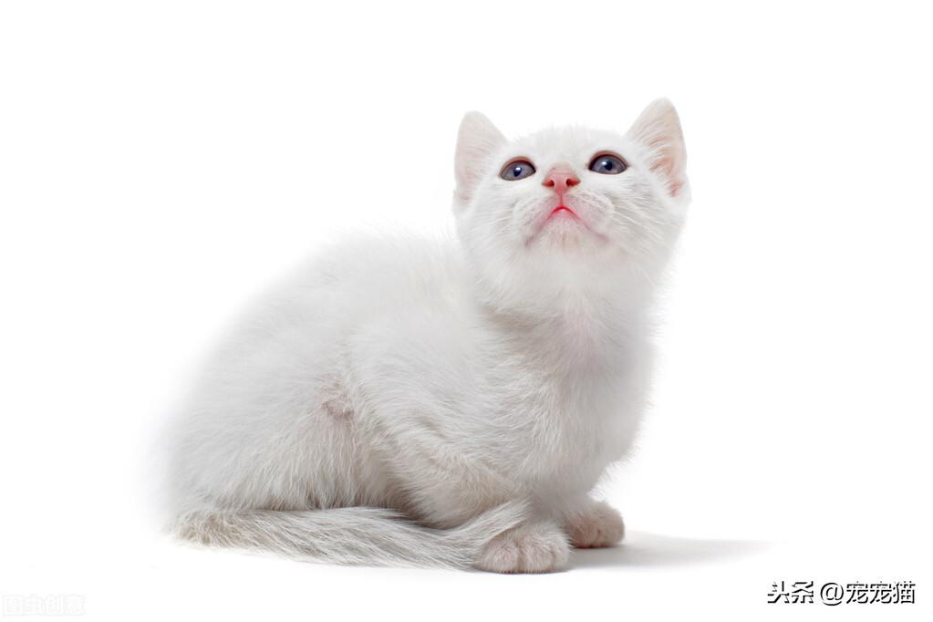 为什么不能和猫对视7秒以上呢（和猫科动物对视后会有什么后果）