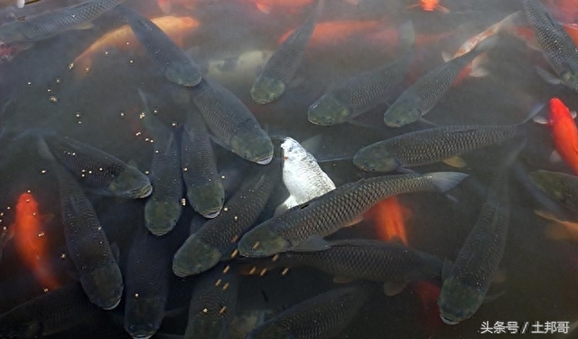 怎么判断鱼饿了（附：别人的养鱼经验只是借鉴要常摸索）