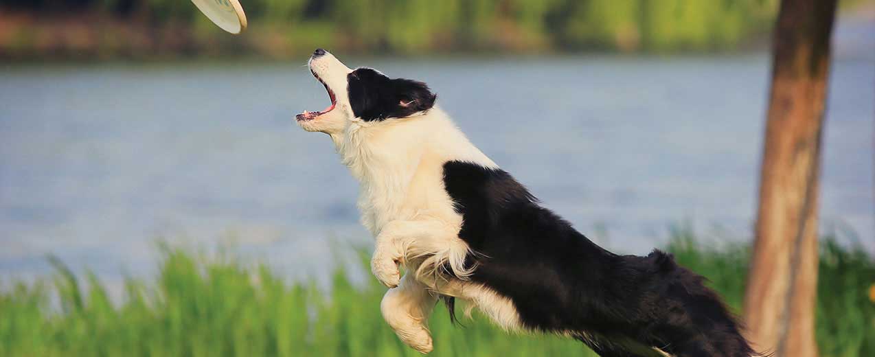 世界十大聪明犬排名（世界名狗图片大全）