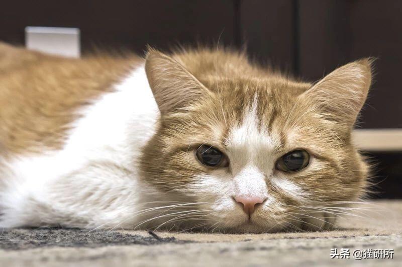 公猫隐睾可以活几年（猫咪隐睾手术最佳时间及预后和护理注意事项）