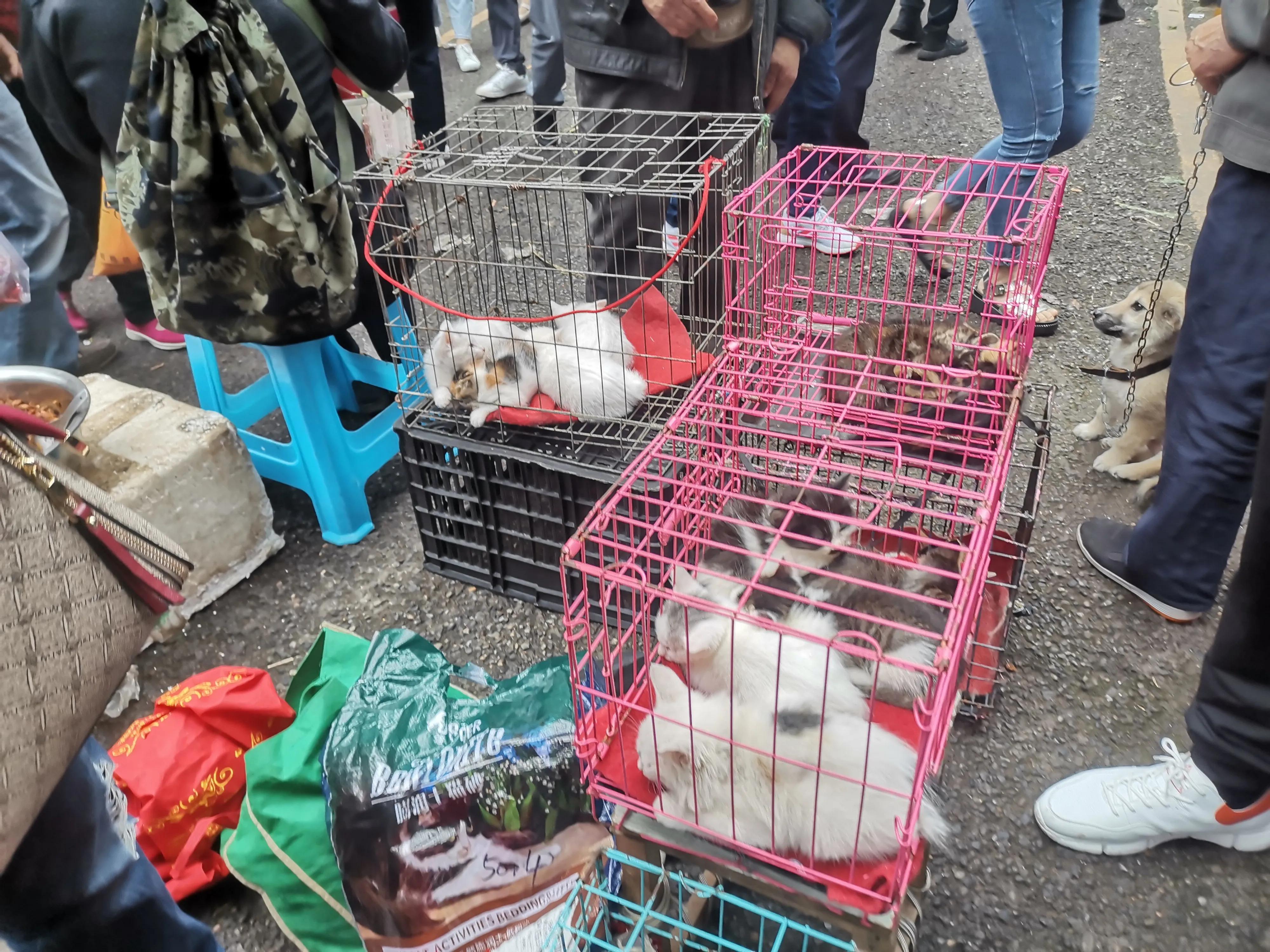 重庆宠物市场在哪（重庆哪里买狗便宜且安全）