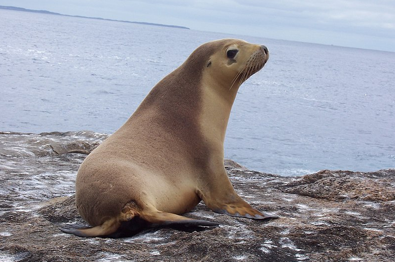 狗熊是犬科吗（熊是什么科动物）