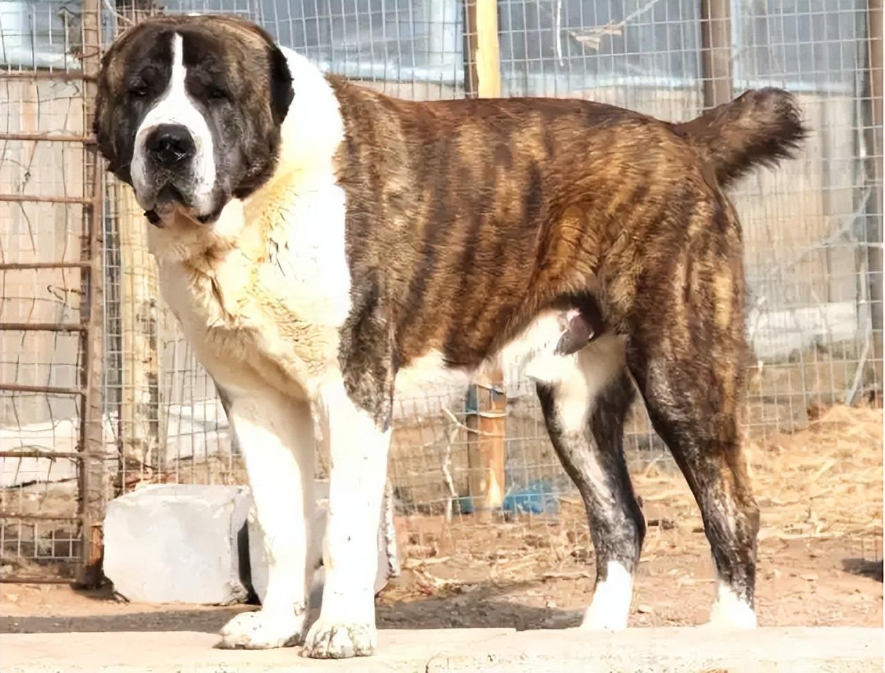 中亚牧羊犬优缺点有哪些（分享养过中亚牧羊犬的感受）