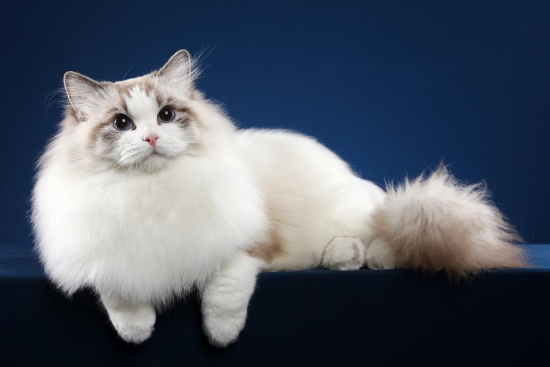 小猫的品相究竟是由谁决定的呢（附：猫崽品种取决于公猫还是母猫）