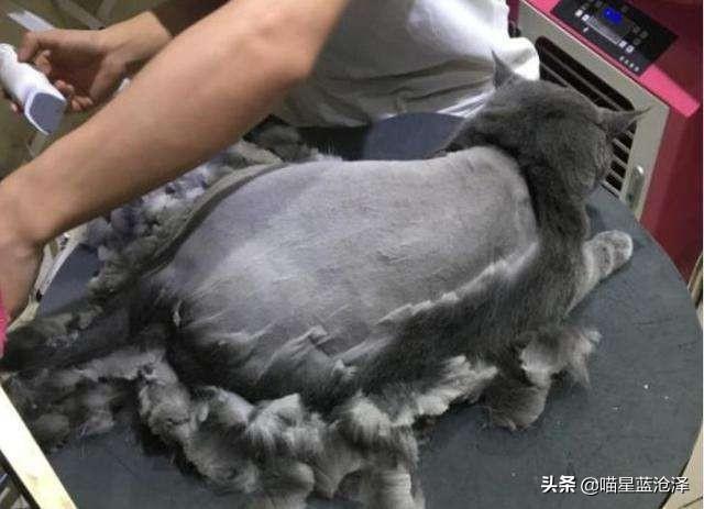 宠物长毛蓝猫多少钱一只啊（蓝猫短毛贵还是长毛贵含价格表）