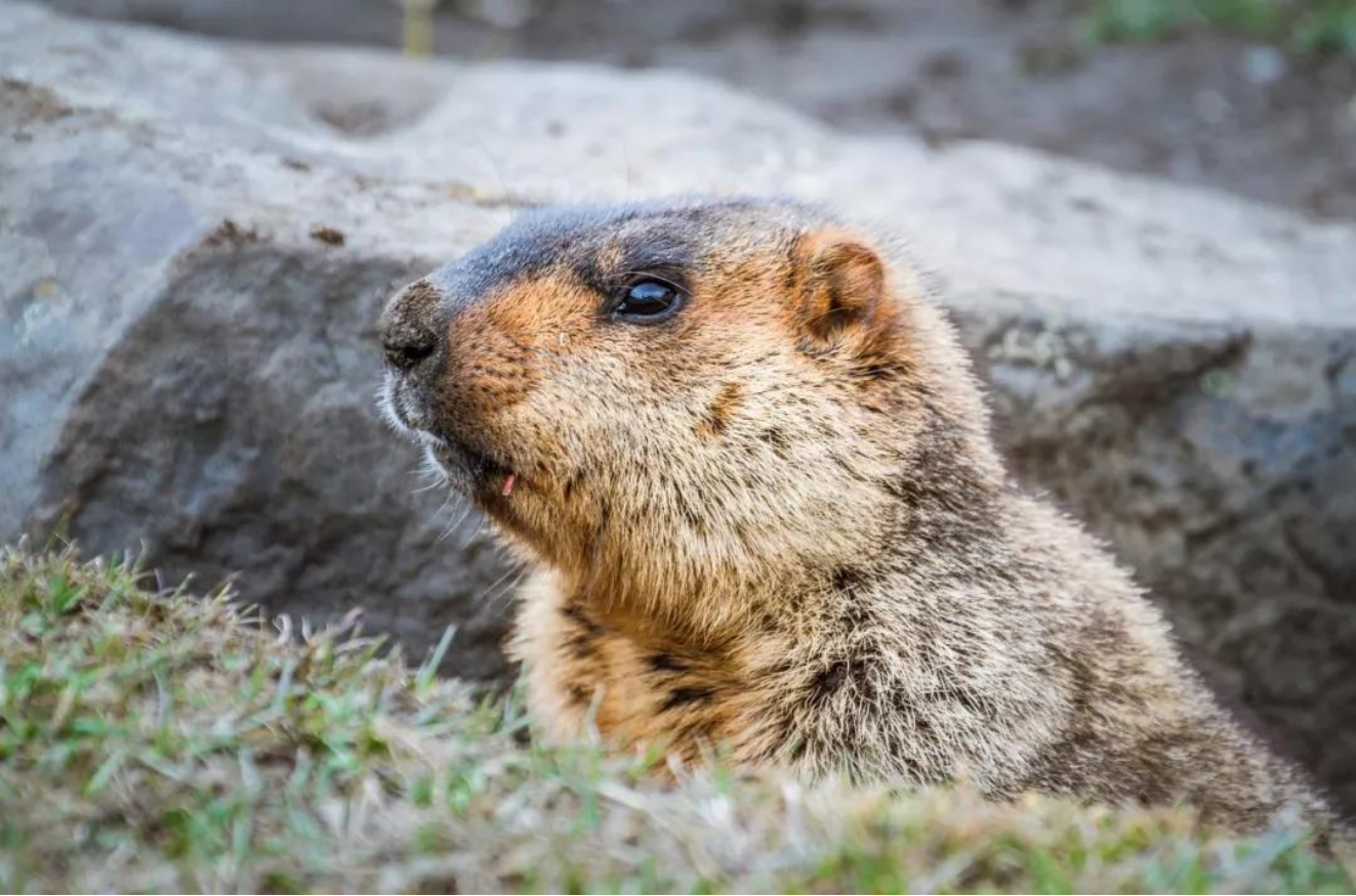 土拔鼠有药用价值吗（带你了解土拨鼠趣味知识）