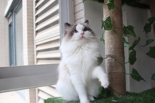 家里有矿才敢养的猫