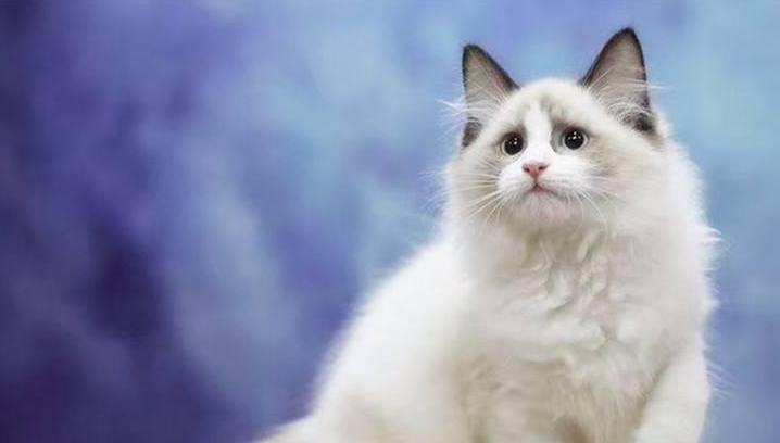 布偶千万不能养公猫（布偶公猫好还是母猫好）