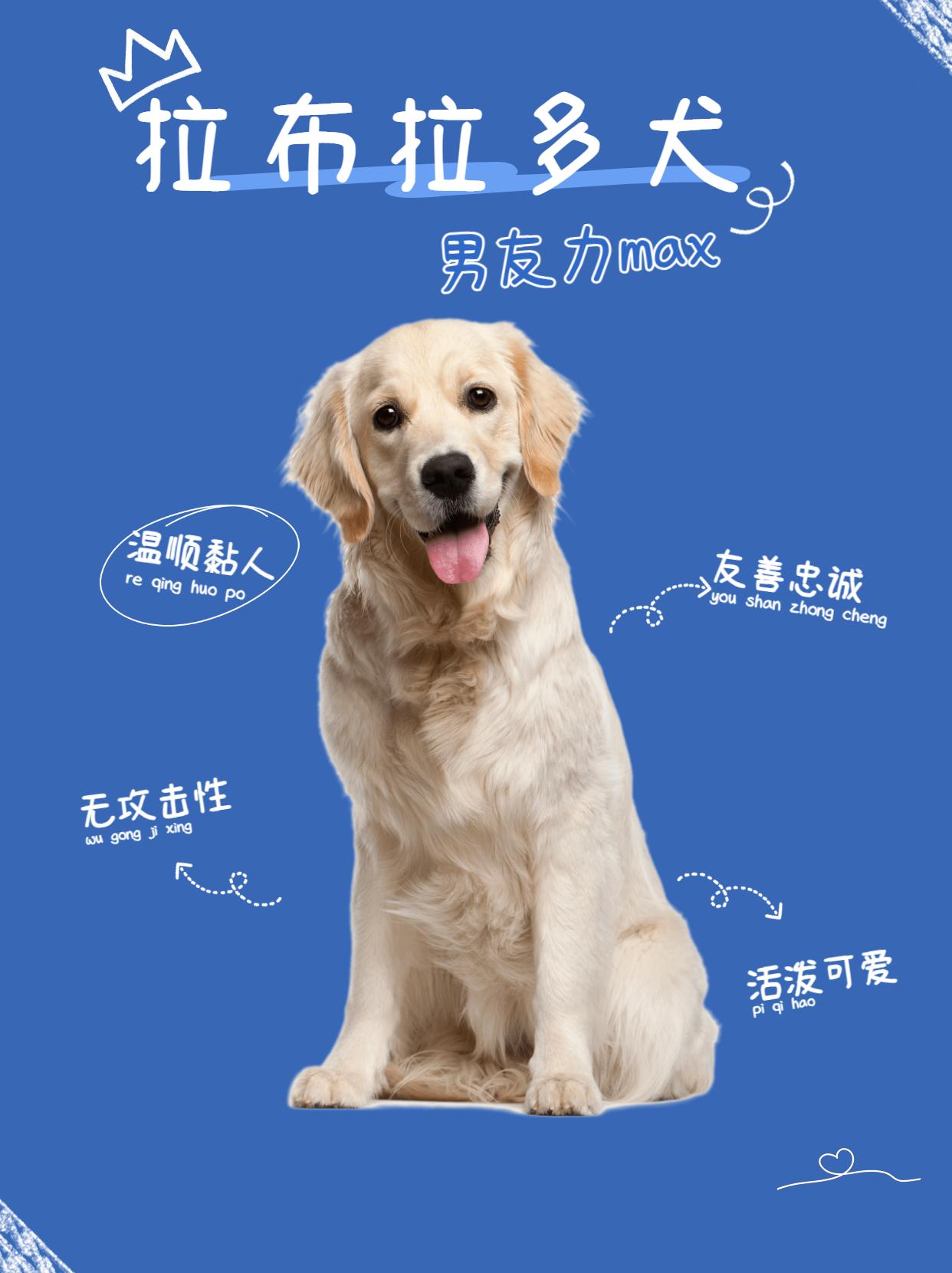 女生独居养什么狗防身（适合女生养的大型犬）