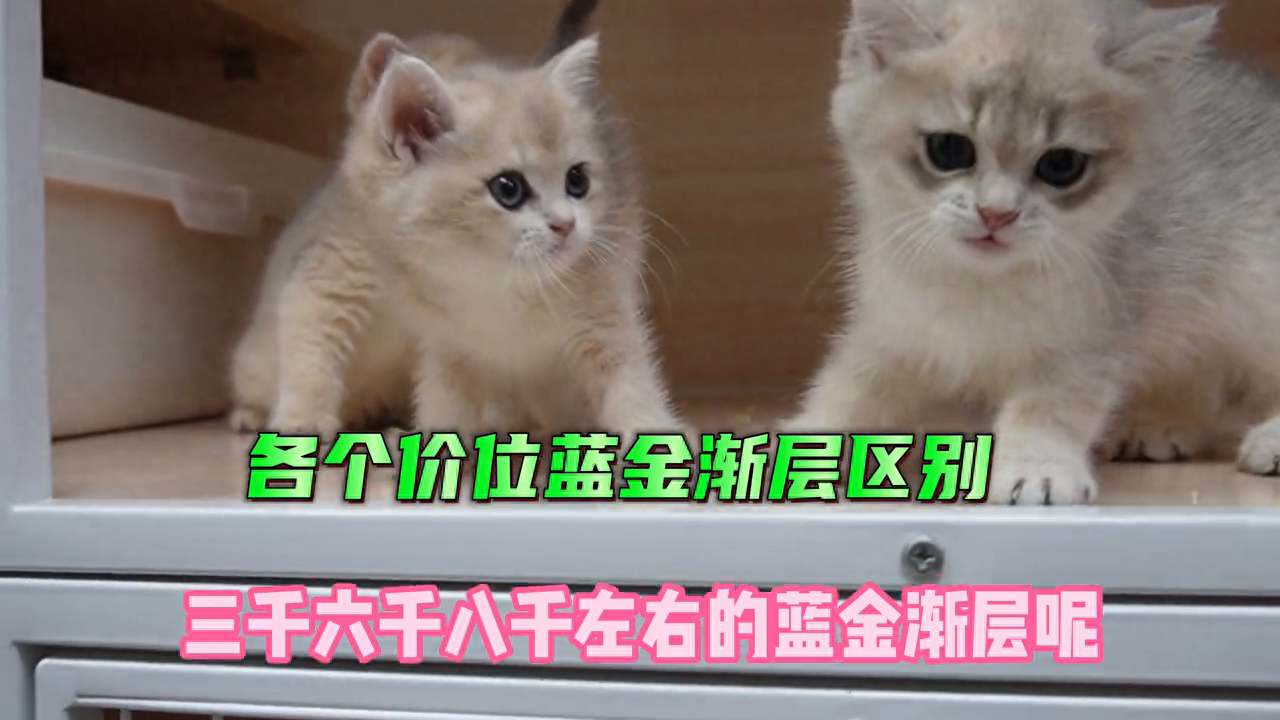 蓝金渐层多少钱一只（附：各个价位的蓝金渐层一览表）