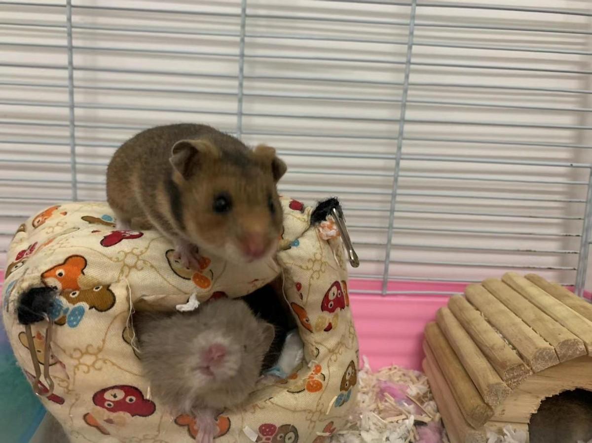 养仓鼠是否会染上新型冠状病毒