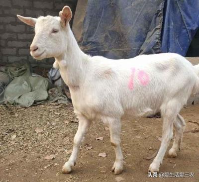 鹧鸪鸡养殖成本（几千元就能养的特种养殖有哪些）