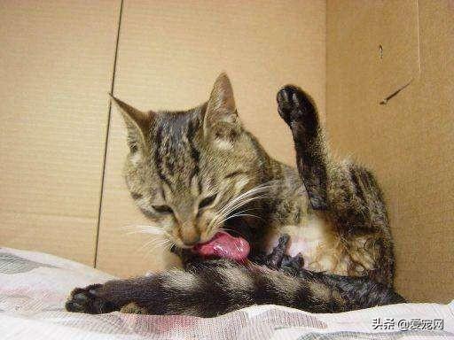 猫生产前粘稠液体图片大全（有果冻状分泌物是快生了么）