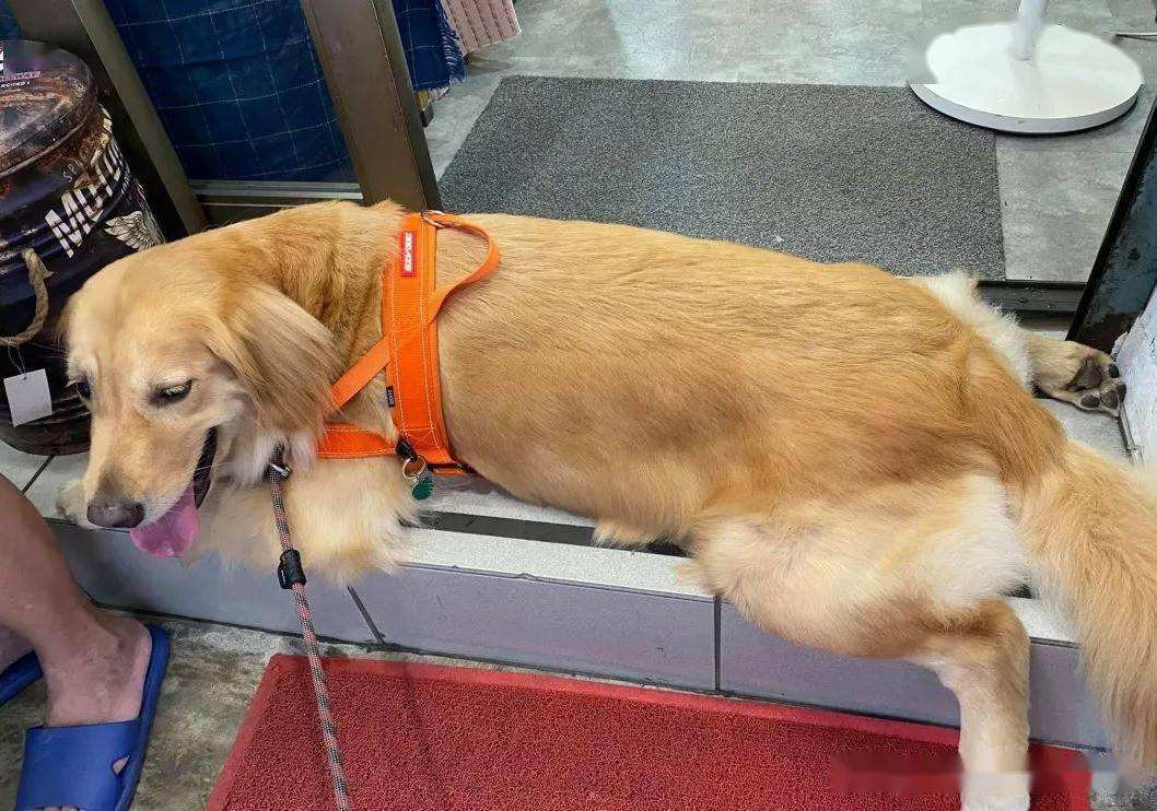 金毛犬的特点及图片（金毛好养吗）