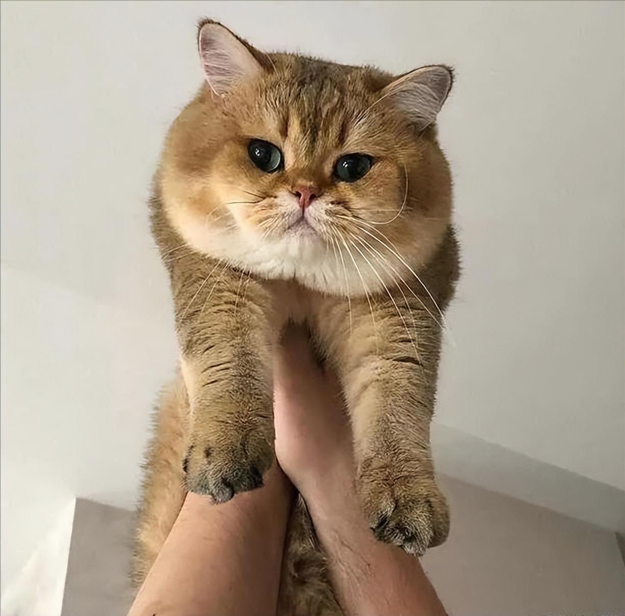 养金渐层猫的禁忌及图片（800块能买到正宗金渐层吗）