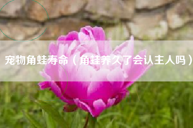 角蛙养久了会认主人吗