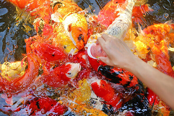 金鱼喜欢吃什么食物呢 （附：家里没饲料怎么养）