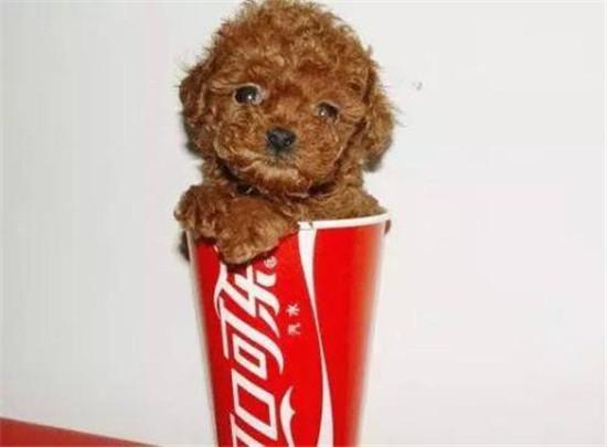 茶杯狗50元一只有吗（博美茶杯犬价格多少钱一只）