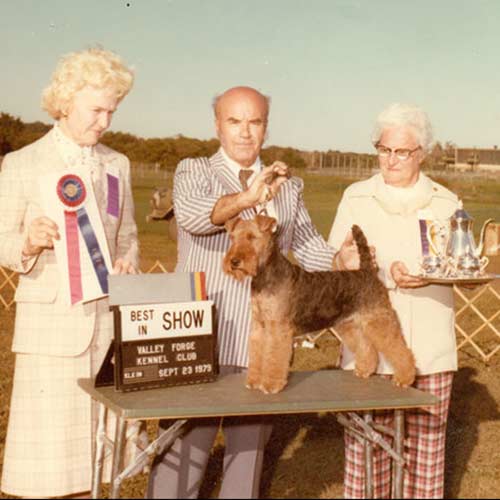 一只威尔士梗多少钱（教你辨别威尔士梗和万能梗的区别）