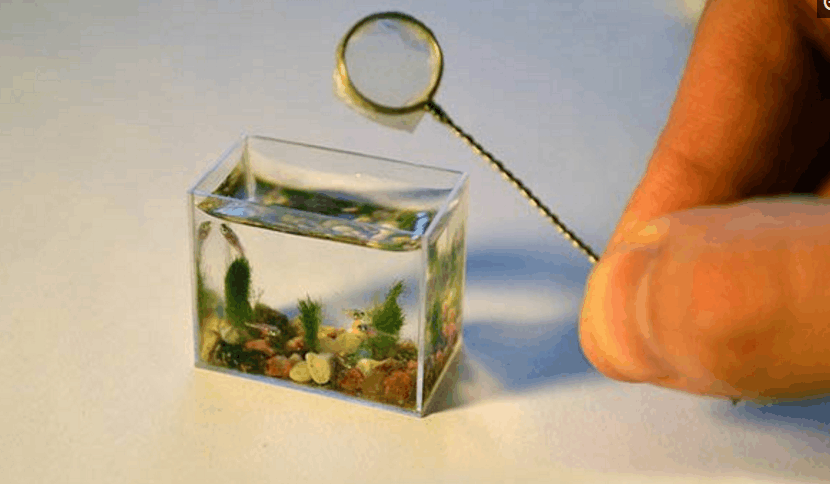 世界上最小的鱼叫什么