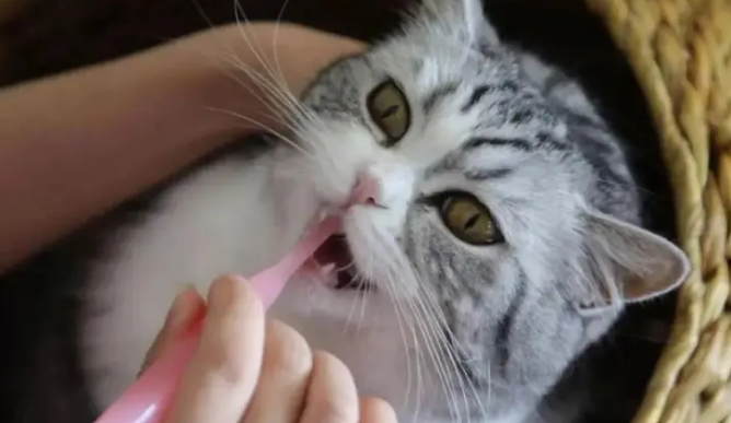 猫咪咳嗽是什么情况