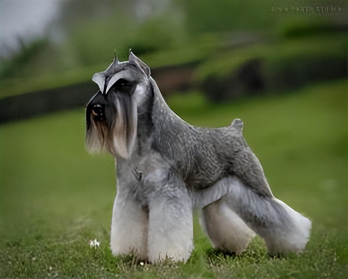 迷你雪纳瑞怎么养（详解新手养雪纳瑞的优点与缺点）