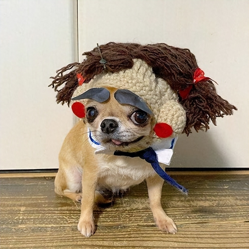 吉娃娃狗多少钱一只（附：了解吉娃娃的优缺点养后不心累）