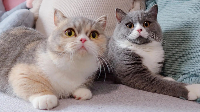 猫吐没消化的猫粮是如何造成的