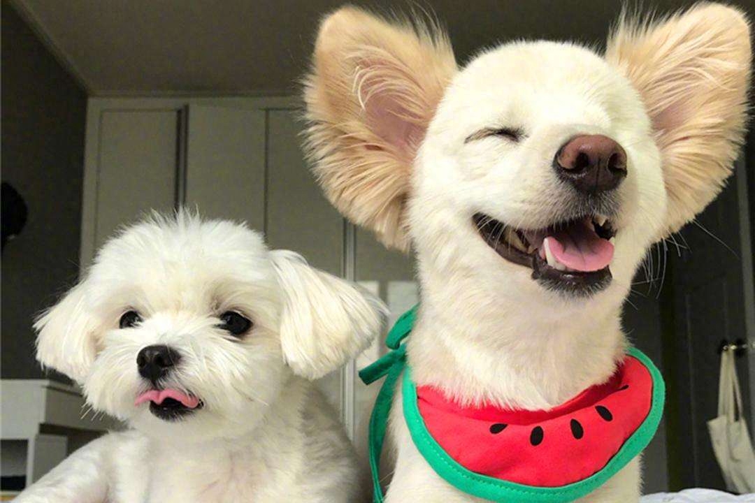 柯基一生认几个主人（附：狗也会偏心对待真正的主人）