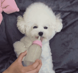 比熊多大就不闹腾了呢（比熊剃毛后一个月图片有吗）