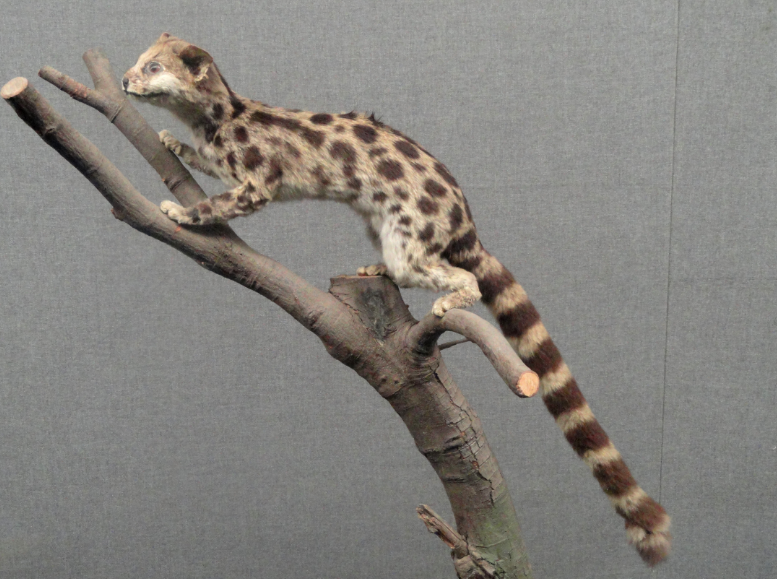 狗熊是犬科吗（熊是什么科动物）