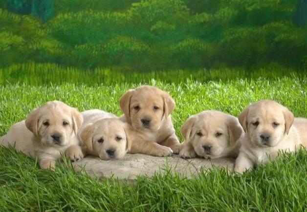 双血统狗是什么意思（双血统拉布拉多价格）