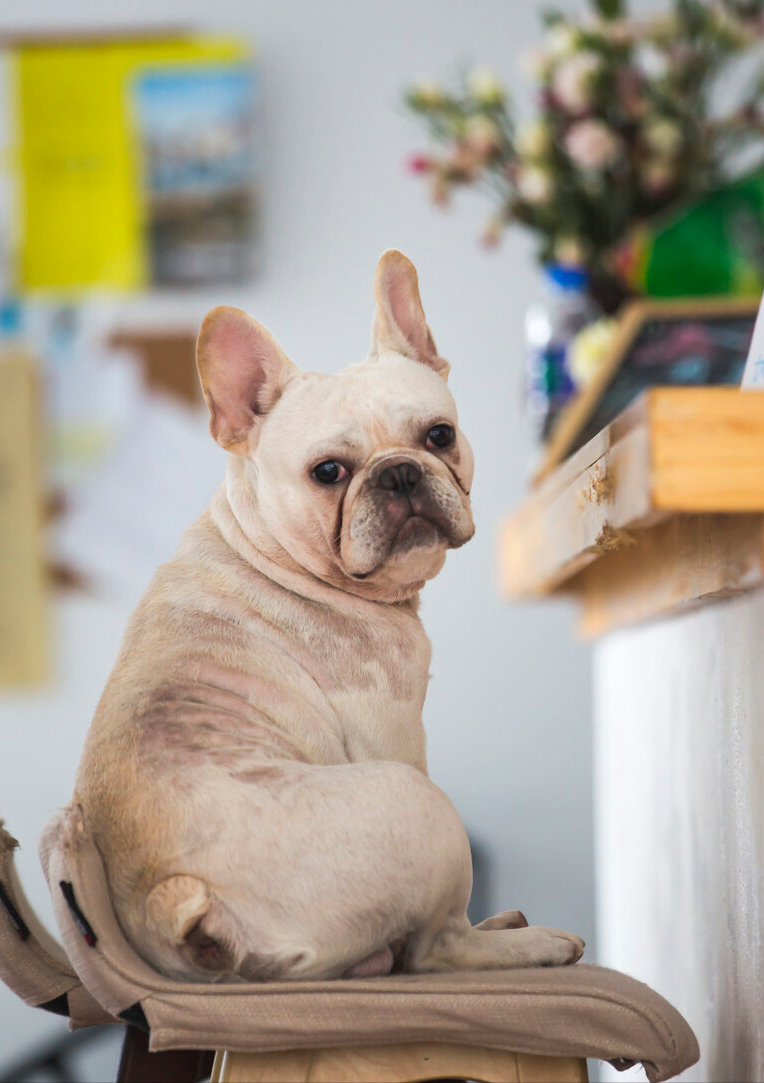 有关养法牛的注意事项（法牛犬好养吗）