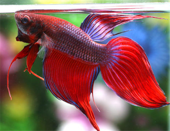 半月斗鱼吃什么最好呢